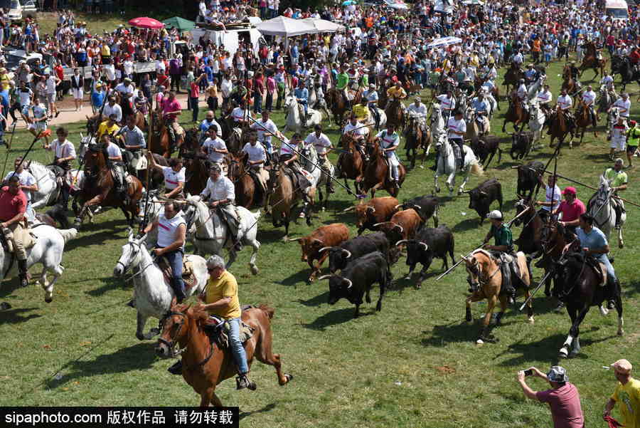 西班牙索里亞慶祝傳統(tǒng)節(jié)日La Saca 群馬奔騰景象壯觀