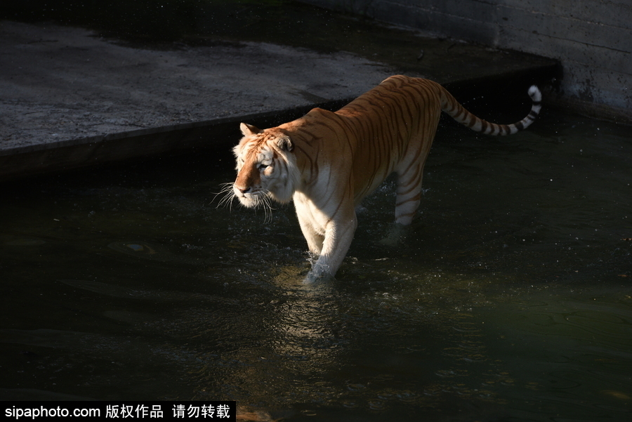 天氣熱得老虎也坐不住了！西班牙馬德里動物園猛虎水中避暑