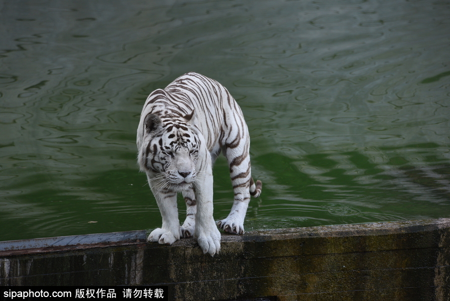 天氣熱得老虎也坐不住了！西班牙馬德里動(dòng)物園猛虎水中避暑