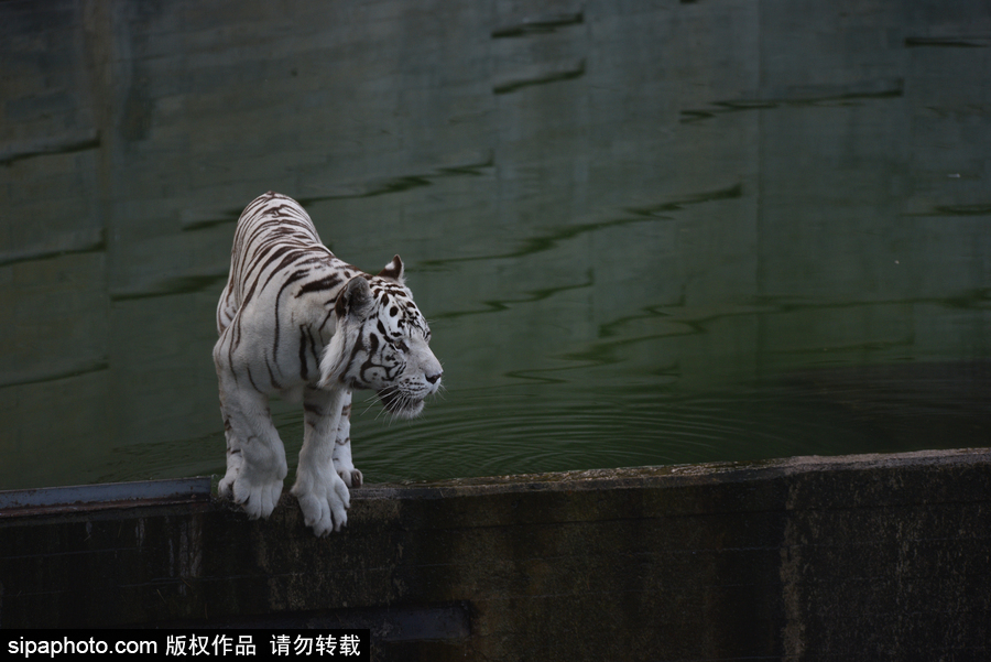 天氣熱得老虎也坐不住了！西班牙馬德里動物園猛虎水中避暑