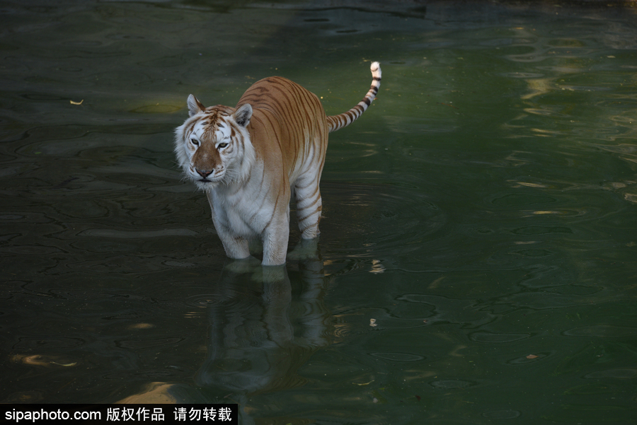 天氣熱得老虎也坐不住了！西班牙馬德里動(dòng)物園猛虎水中避暑