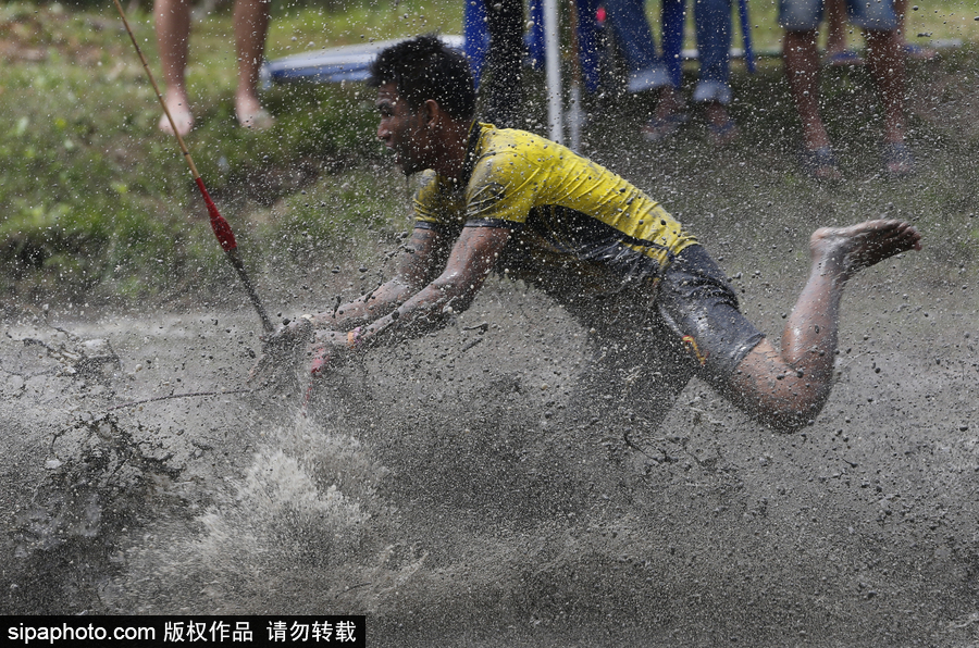 水?？癖技て鹚?！泰國曼谷水牛比賽場面壯觀有趣