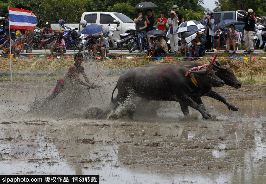 水?？癖技て鹚?！泰國曼谷水牛比賽場面壯觀有趣