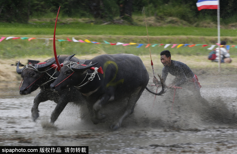 水?？癖技て鹚ǎ√﹪?guó)曼谷水牛比賽場(chǎng)面壯觀有趣