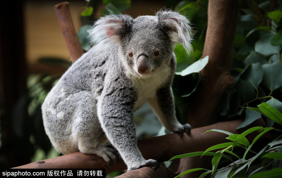 比利時布魯塞爾：爭萌逗趣狀況頻出！珍稀動物生態(tài)百相