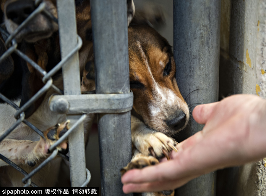 美國賓夕法尼亞州：70多只小獵犬得救 “感激狀”表情呆萌可愛