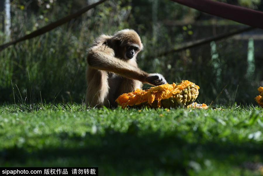 西班牙：馬德里動物園為萬圣節(jié)做準(zhǔn)備 婆羅洲猩猩寶寶享用南瓜早餐調(diào)皮可愛