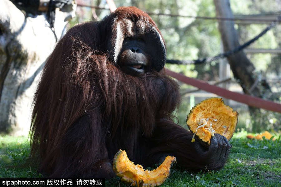 西班牙：馬德里動(dòng)物園為萬(wàn)圣節(jié)做準(zhǔn)備 婆羅洲猩猩寶寶享用南瓜早餐調(diào)皮可愛(ài)