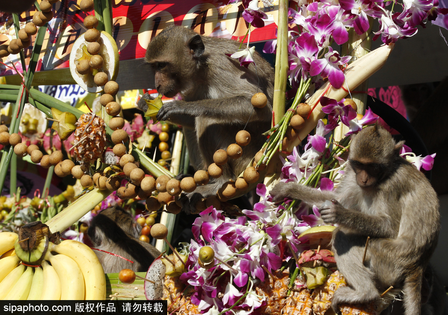 泰國(guó)：狂吃海塞歡度節(jié)日！猴子自助餐節(jié)在曼谷舉行